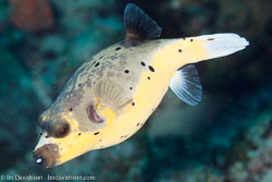 BD-111123-Raja-Ampat-5094-Arothron-nigropunctatus-(Bloch---Schneider.-1801)-[Blackspotted-puffer].jpg